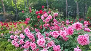 저 장미꽃 위에 이슬