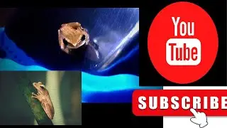 tree frog. #youtubevideo @crazyfrog @KD_videos9