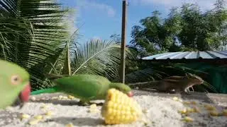 GreenParakeet-squirrel-Pegion Feeding @Vlog