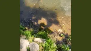 PondSide Vibes