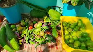 ఇది సహజమైన మిద్దెతోట వ్యవసాయం..కాయలు కోస్తూ తోట చూపిస్తూ..Today's Harvest 