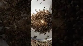 Hungry, Hungry Honey Bees eating honey from wax cappings. ASMR