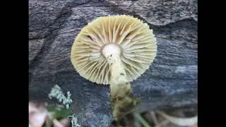 Heliocybe sulcata