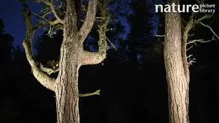 Pine marten climbing and leaping between Scots pine trees at night, Black Isle, Scotland, UK
