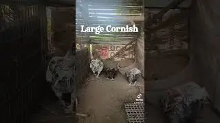 Large Cornish chicken
