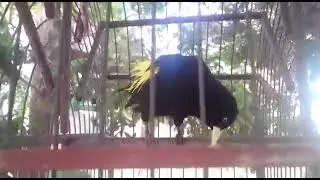 xexéu boca de ninho a👏👏