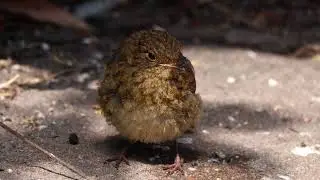 Adorable baby robin 1