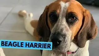Beagle Harrier - TOP 10 Interesting Facts