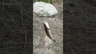 Snake head   #fishing #murrel #fishingbait #shortsfeed #snakeheadmurrel #fish #fishinglure #aleem69