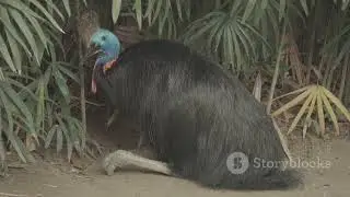 10 Most Amazing Rare Birds in Indonesia