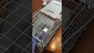 Устанавливаем ловушку для белок! Это видео ужасно, как многие и отметили 😂. Смотрите похожее видео.