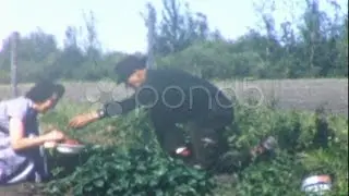 Tomatoes Vegetable Garden Gardening 1950S (Vintage Film 8Mm Home Movie) 27. Stock Footage