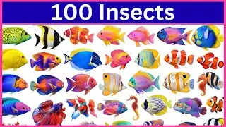 Discover 100 Popular Sea Animal Names