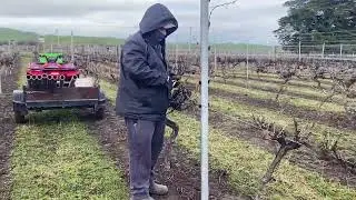 vineyard maintenance New Zealand 2025