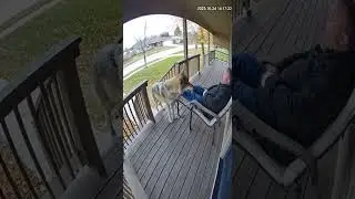 Wolf Climbs On Sleeping Man!