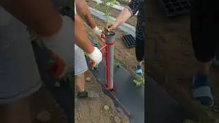 Sadilica za sve vrste rasada tel 0695055435 cena 6000 din