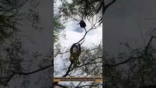Man Removes Giant Wasp Nest from Tree - Pest Control