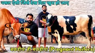 बछड़ीयां ही बछड़ीयां ,Pregnant Heifers and Jersey Cows Available for sale at Tanger Dairy Farm