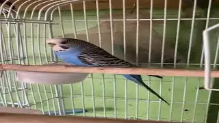 Escaped Budgie #shorts, #budgie