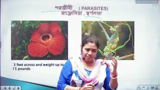 Plant Nutrition