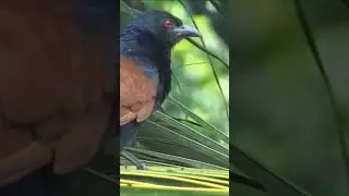 Greater Coucal Sounds. Crow pheasant, Centropus sinensis singing sounds #shorts