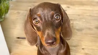 Family Diary- Tour de femmes in our village. Mini Dachshunds were there.