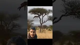 जंगली कुत्तों ने तेंदुए के शावक का शिकार किया | #infofactnews #leopard #dog #attack #animals #short#