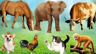 Funny animal sounds: Chicken, Cow, Monkey, Rabbit, Elephant, Horse, Sheep-Cute Animals