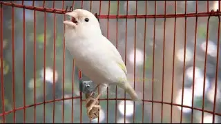 تدريب الكناري على التغريد! صوت تحفيزي لتعليم الفراخ و تنشيط الذكر.