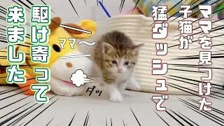 【保護猫】ママを見つけると猛ダッシュで駆け寄ってくる子猫が可愛いすぎたｗ