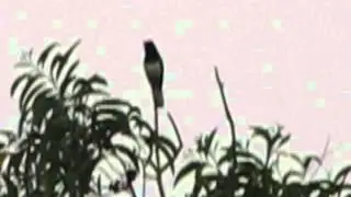 Myna singing