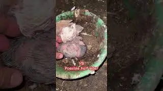 #viralvideo #pigeon #bird #viral #birds #kalapati #racing #racingpigeon #offcolor #pigeonlover