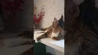 Своё Место не Уступлю!🦁👑❤️ 🏡 #подпишись #cat #cats #кот #catvideos #catlovers #catshorts #catvideo