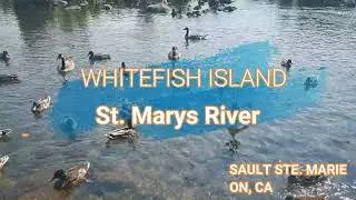 WHITEFISH ISLAND - Best fishing spot in Sault Ste. Marie #saultste.marie, #whitefishisland, #trout