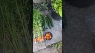 Harvesting in June | 11/6/2025 #allotment #gardening #allotmentgarden #allotmentuk #ukallotment