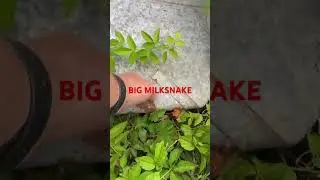 Big MILKSNAKE under some warm tin @dayhikingandherpingdudes