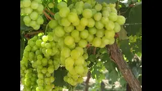 Israel (2) - God se beloofde land! Kana&auml;n, Palestina of iewers elders?