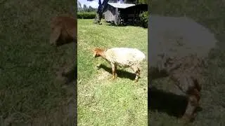Effect of nasal bots in sheep.
