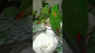 kasih makan dulu #bantusubscribe #birds #fvp #burungserindit