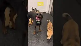 Best moments at dog daycare in 2022! #shorts #dogshorts