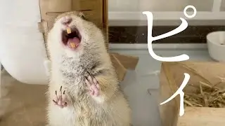 リスの鳴き声　Richardson's ground squirrel sounds