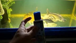 Anti-ich medicine for aquarium | FULL INFORMATIVE VIDEO | ANTI ICH | AQUARIUM VIDEOS
