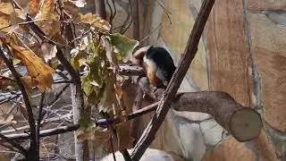 Prevost's squirrel