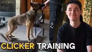 HANDSFREE Clicker Training