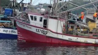 2016 Newfoundland Capelin Fishery