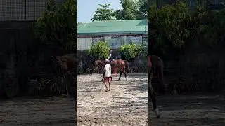 Keep walking for all the basic skills training for the riding, go YiYi,#horse #horseriding #sports
