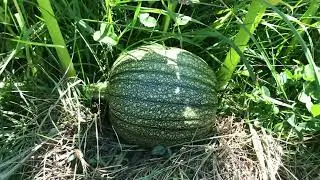 Regenerative Mulches On a Small Scale Farm/Planting A Fall Garden and Planning For Colder Weather