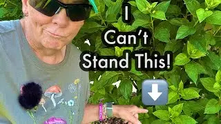 How To Trim Paniculata Hydrangeas Into Multi Trunk Tree Form ✂️ Limbing Up