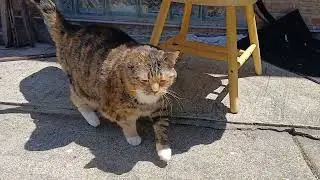 Curious Cat Exploring Outside