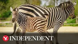Zookeepers celebrate birth of endangered zebra